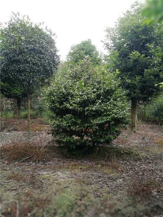 茶花2 