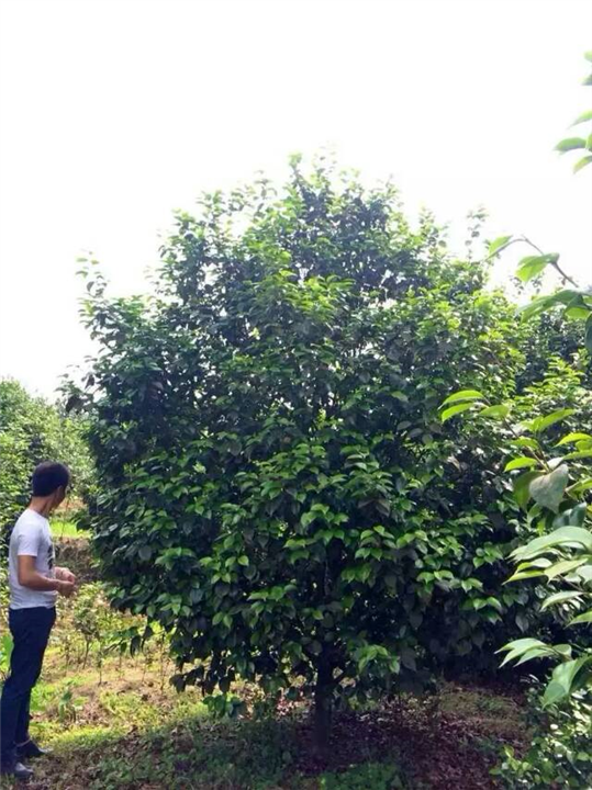 茶花1 