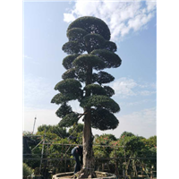 罗汉松造型7 