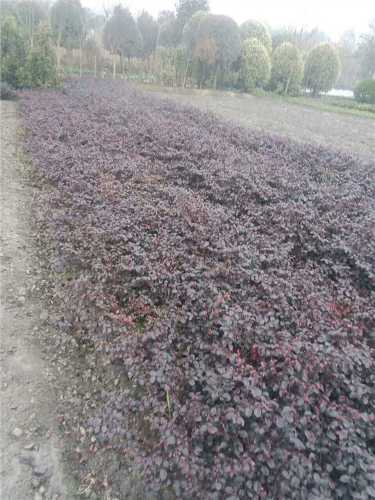 红继木2 