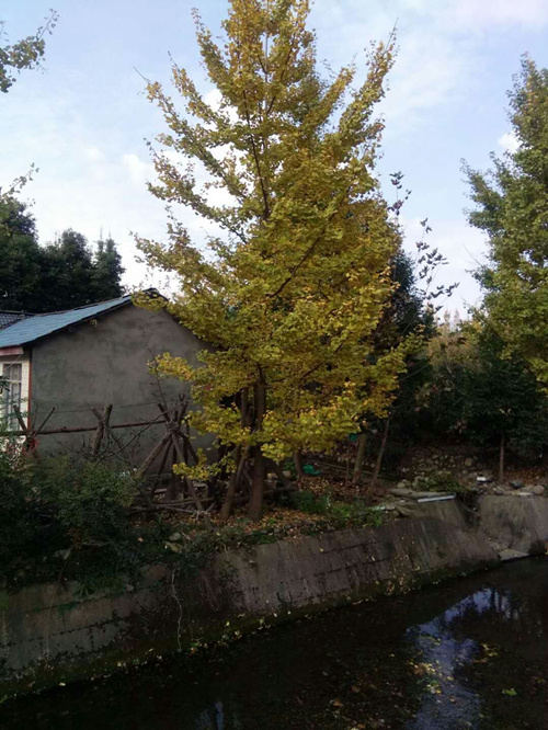 银杏3 