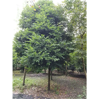 天竺桂1 