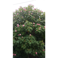 木芙蓉2 