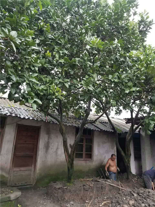 香泡 