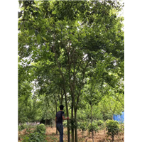 丛生朴树2 