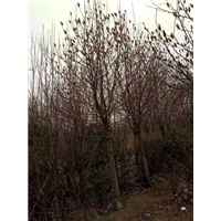 红花玉兰3 