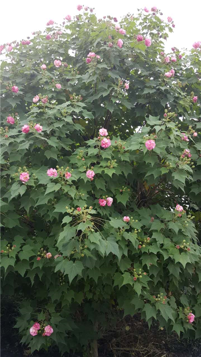 木芙蓉1 