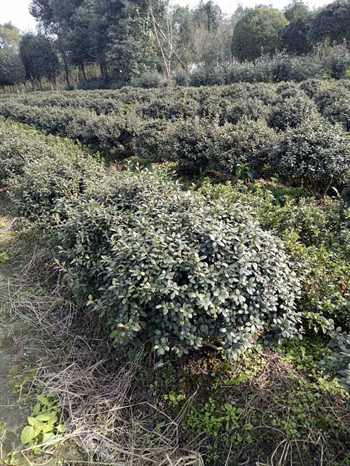 杜鹃球6 