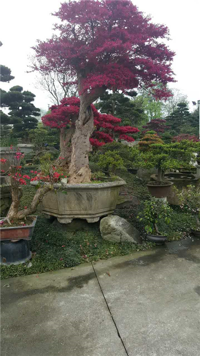 红继木桩头2 