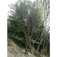 茶条槭3 