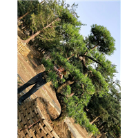 罗汉松造型2 