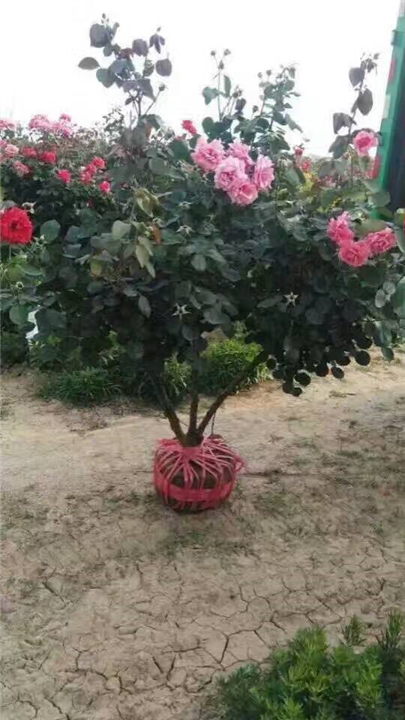 月季 
