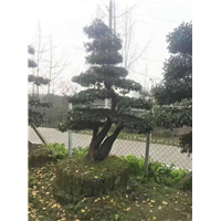 金弹子桩头1 
