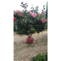 月季 