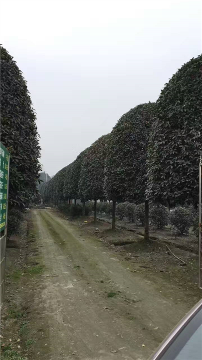 桂花1 