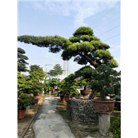 罗汉松造型9 