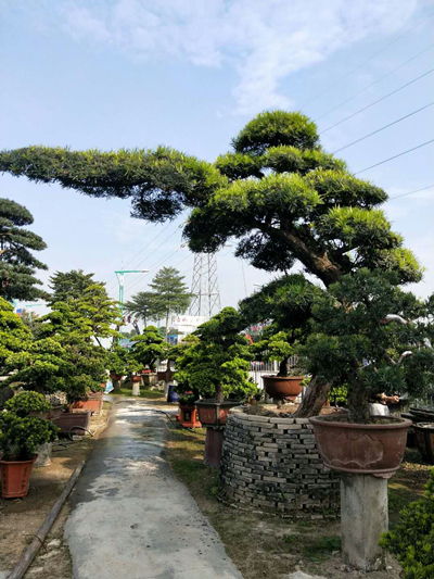 罗汉松造型9 