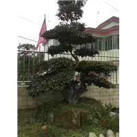 金弹子桩头3 