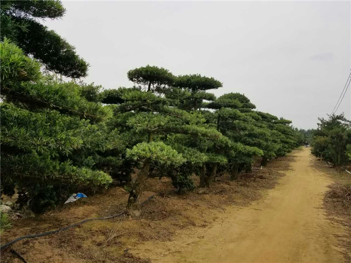 罗汉松造型12 