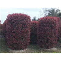 红叶石楠柱2 