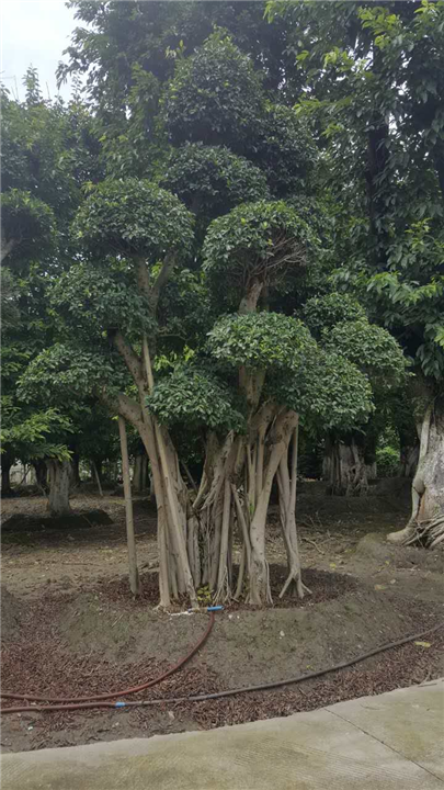 小叶榕桩头2 