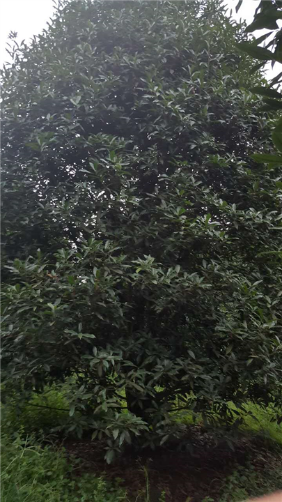地笼丹桂 