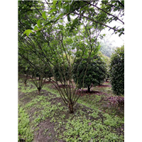 丛生紫薇1 