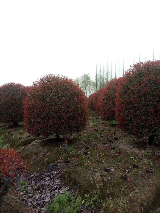 红叶石楠球1 