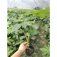 八角金盘2 