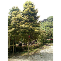 桢楠5 