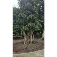 小叶榕桩头2 