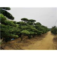 罗汉松造型12 