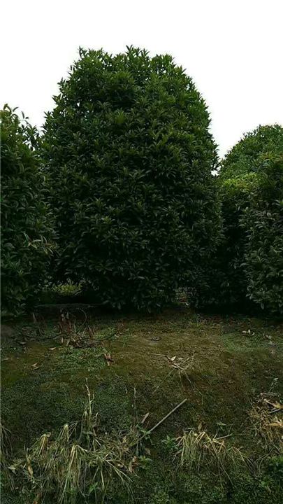 桂花4 