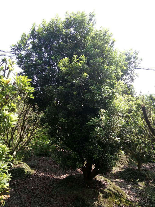 杨梅3 