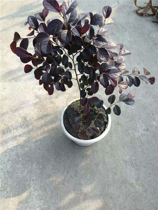 红继木1 