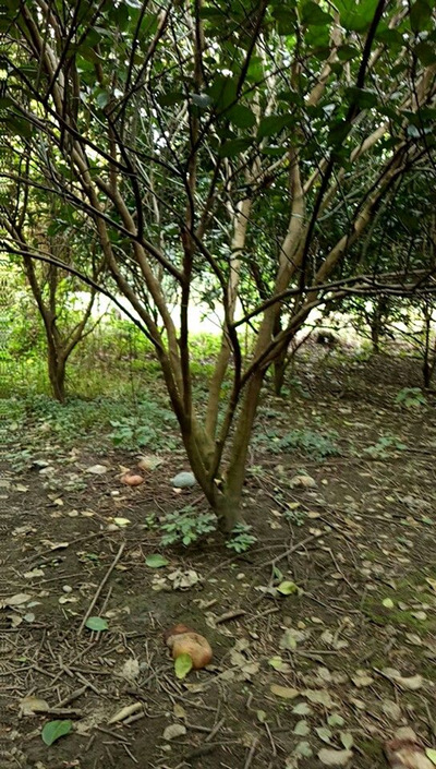 香泡5 