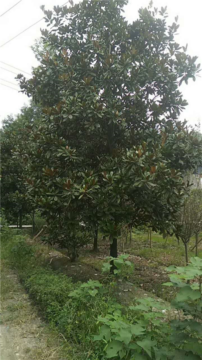 广玉兰2 