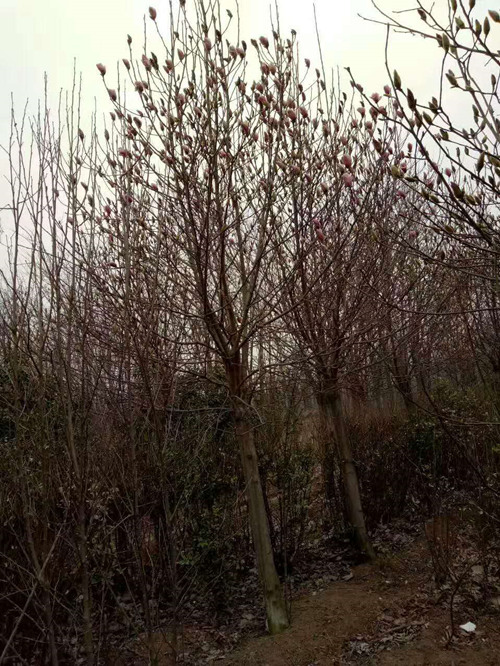 红花玉兰3 