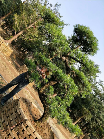 罗汉松造型2 