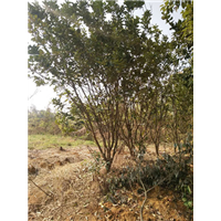 香泡2 