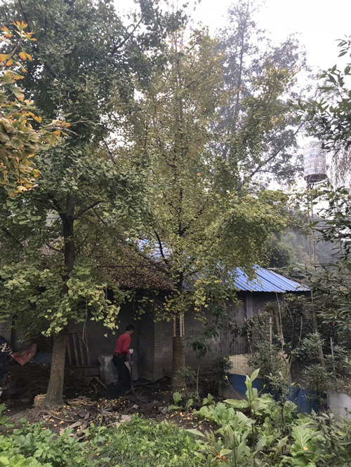 银杏16 