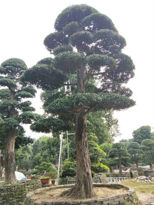 罗汉松造型6 