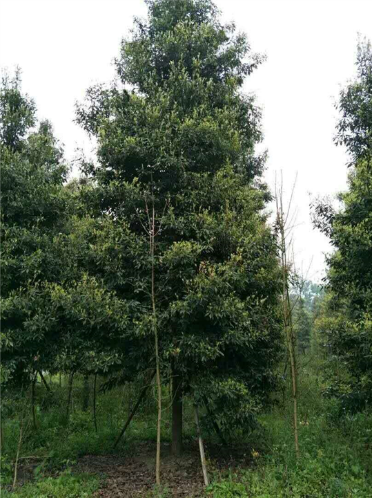 桢楠3 