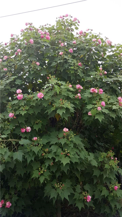 木芙蓉2 