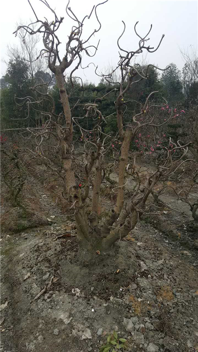 腊梅桩头2 