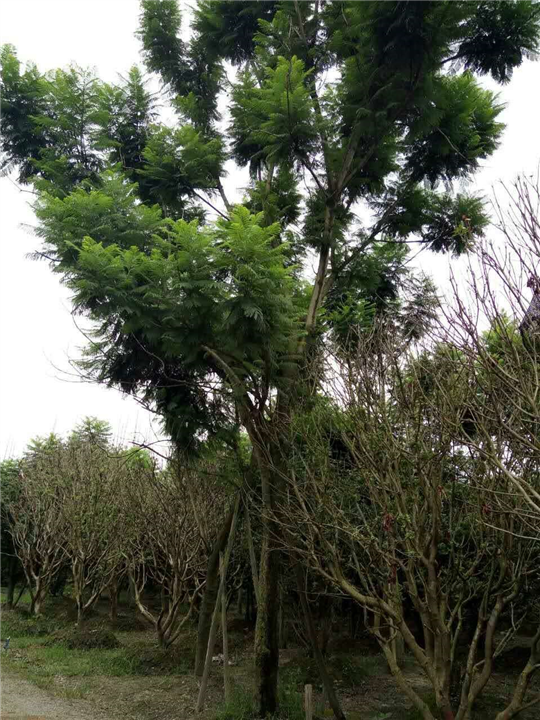 蓝花楹1 