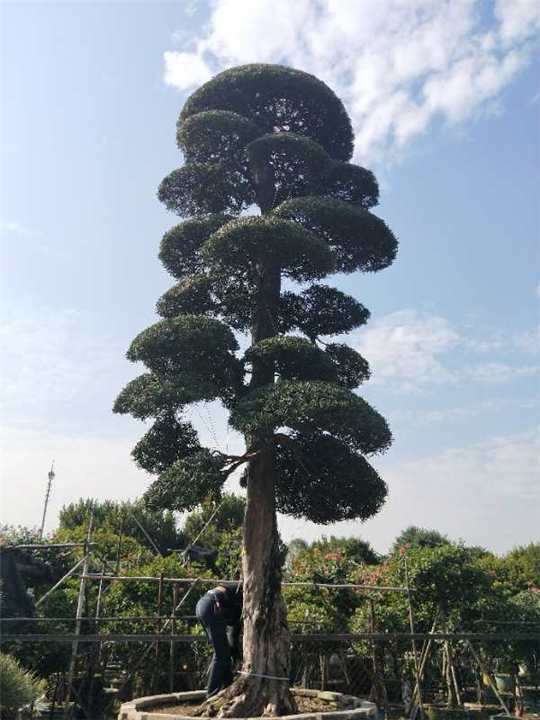 罗汉松造型7 