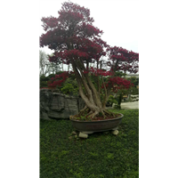 红继木桩头1 