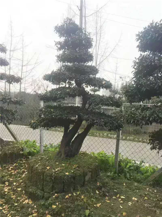 金弹子桩头1 