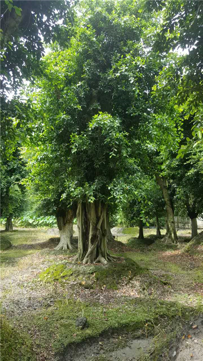 小叶榕1 